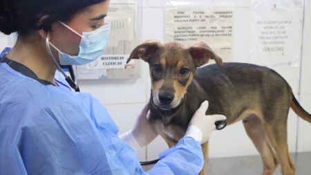 ¿Sabría qué hacer si su mascota tiene una emergencia? Aprenda gratis lo básico de primeros auxilios Diseno sin titulo 51