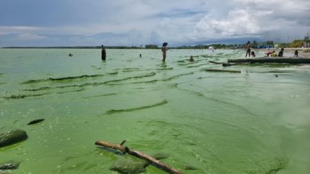¿Por qué se puso el mar de Turbo verde? un fenómeno natural en el golfo de Urabá