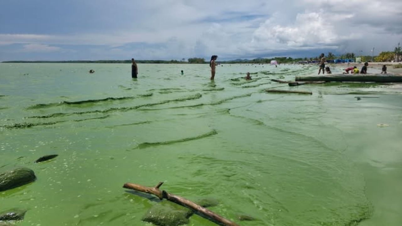 ¿Por qué se puso el mar de Turbo verde? un fenómeno natural en el golfo de Urabá