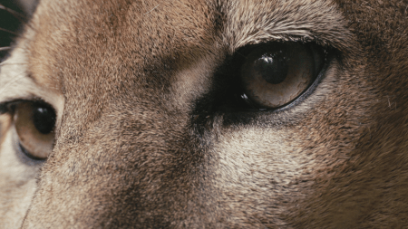 Los animales también son seres sintientes: primera política pública de protección animal en Medellín