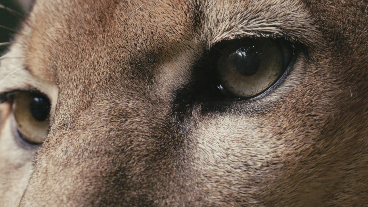 Los animales también son seres sintientes: primera política pública de protección animal en Medellín