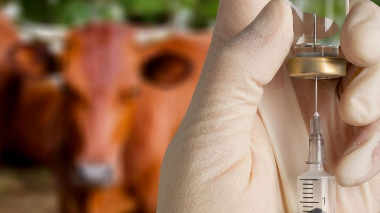 Arranca la vacunación para 30 millones de vacas y búfalos con el fin de inmunizarlos contra la fiebre aftosa