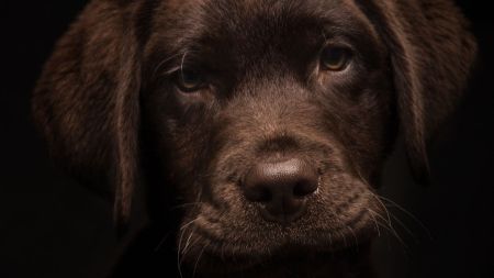 ¿Para dónde lo llevaban? Denuncian que llevaban una mascota en el maletero de un bus de San José del Nus
