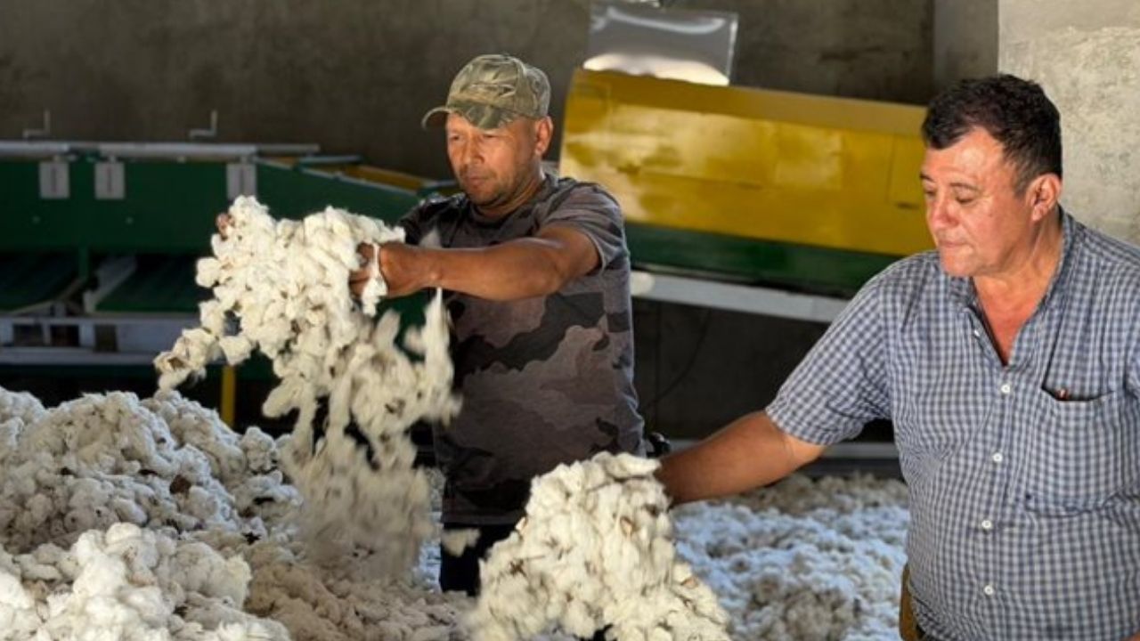 Con 20 toneladas de fibra, Uramita reactiva la producción de algodón en Antioquia