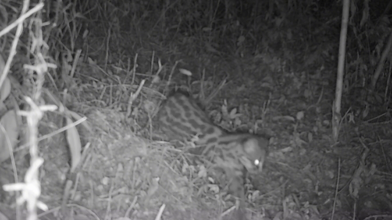 Itagüí  - Fauna silvestre 