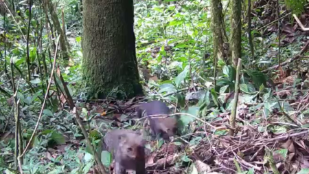Mamá Jaguarundí y su cría fueron vistas en zona rural del municipio de Itagüí Itagüí - fauna silvestre