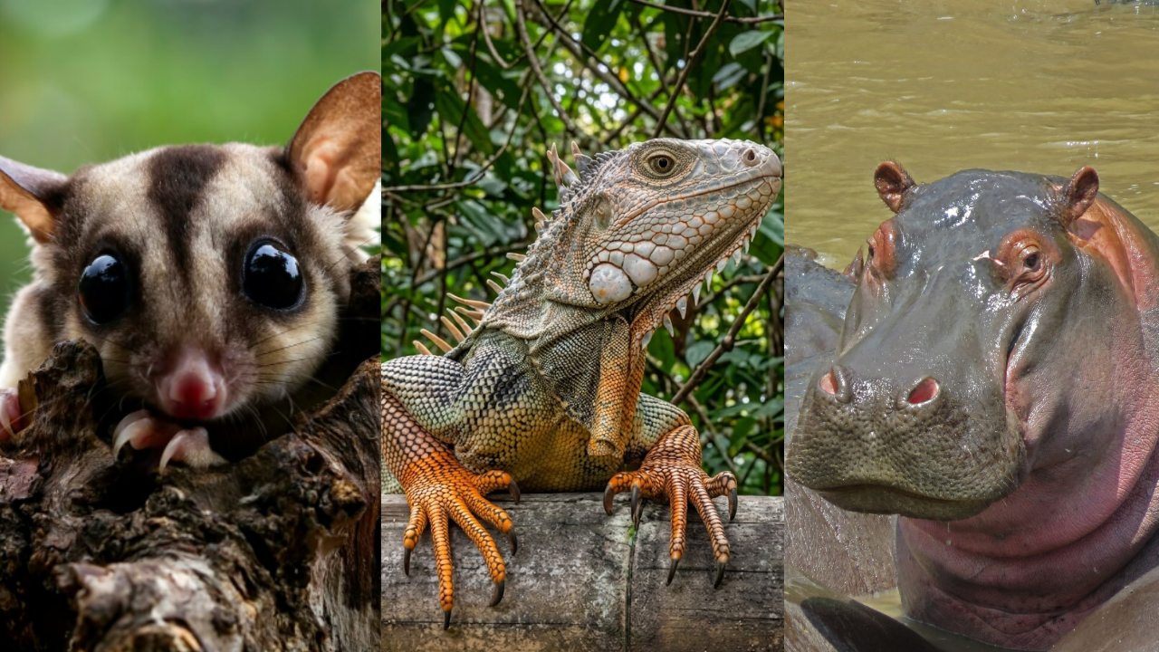 Desde zarigüeyas hasta hipopótamos: la estrategia "Rutas Vivas" busca que el pavimento deje de ser una trampa mortal