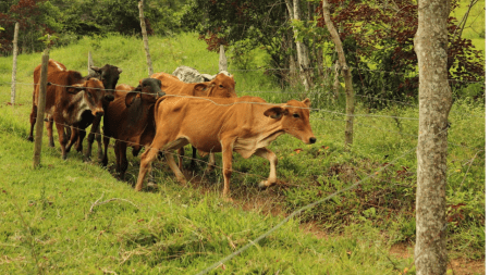 Gobierno y ganaderos chocan por exportaciones Gobierno y ganaderos chocan por exportaciones