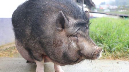 Cinco cerditos buscan un hogar, Cábala ya lleva dos años esperando quien la adopte en Medellín LAURA PAG 2 3