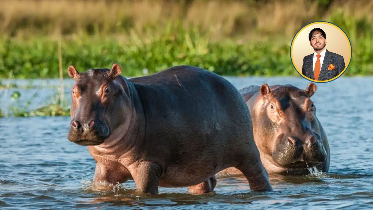 Un multimillonario indio se quiere llevar a los hipopótamos que están esperando eutanasia