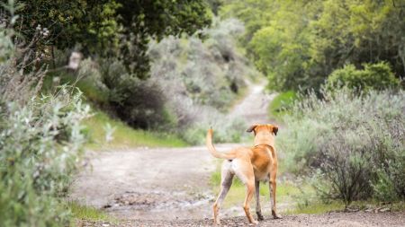 Vecino habría matado a un perro y desaparecido a otros dos porque "se comieron unos huevos" en el Carmen de Viboral