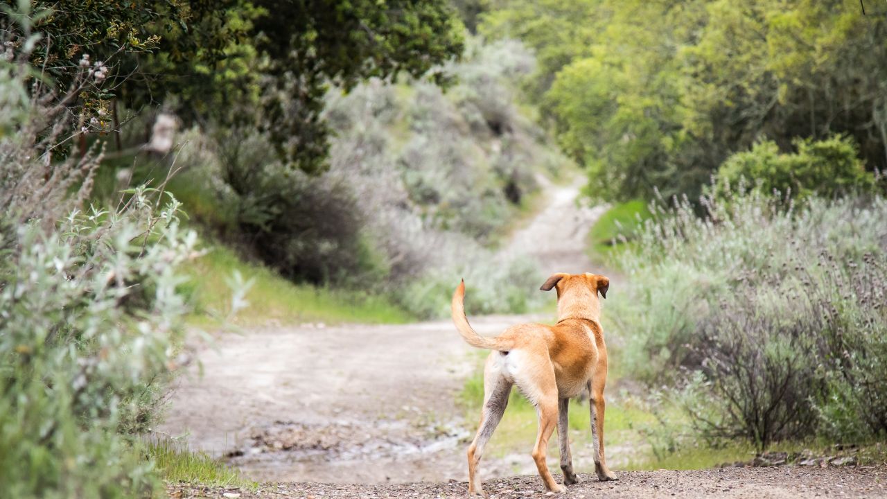 Vecino habría matado a un perro y desaparecido a otros dos porque "se comieron unos huevos" en el Carmen de Viboral
