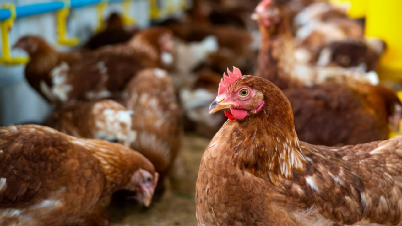 ¿Los huevos no llegaron? Se retrasó la distribución de 10 millones de huevos, sector avícola estaría en riesgo