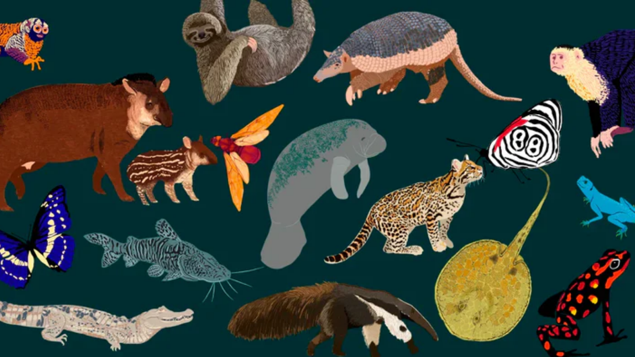 44 especies de animales en Colombia están a punto de extinguirse por culpa de los grupos armados