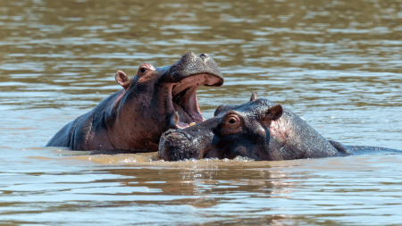 Los hipopótamos de Pablo Escobar se están adueñando del Magdalena Medio, ya se han visto por las vías del tren Los hipopótamos de Pablo Escobar se están adueñando del Magdalena Medio, ya se han visto por las vías del tren
