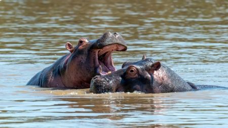 ¿Solo por plata? Conozca la razón por los cuales Petro no envío hipopótamos del Magdalena Medio a México