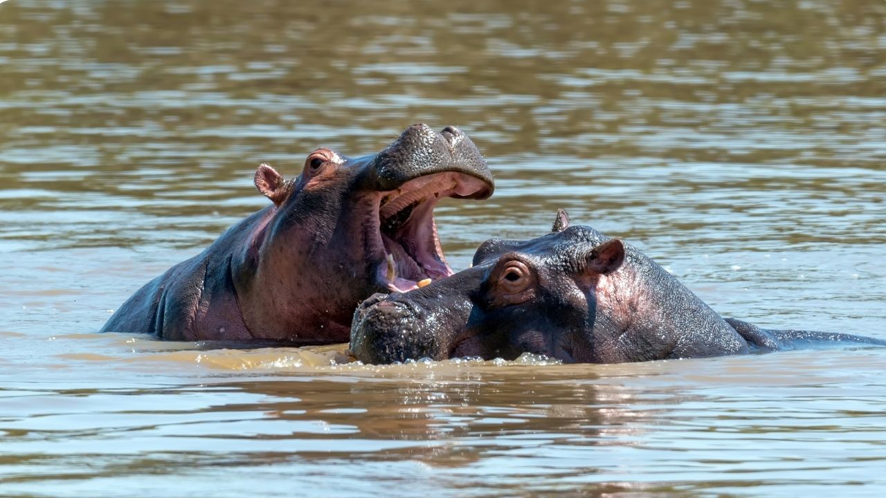 ¿Solo por plata? Conozca la razón por los cuales Petro no envío hipopótamos del Magdalena Medio a México