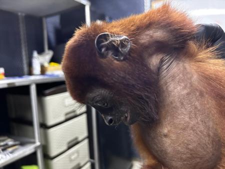 Caso de maltrato: mono aullador murió luego de recibir 19 disparos con perdigones WhatsApp Image 2026 04 10 at 2.02.40 PM