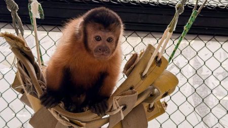 Nuevos 11 habitantes para el antiguo zoológico de Medellín: animales reubicados en el Parque de la Conservación Animales reubicados
