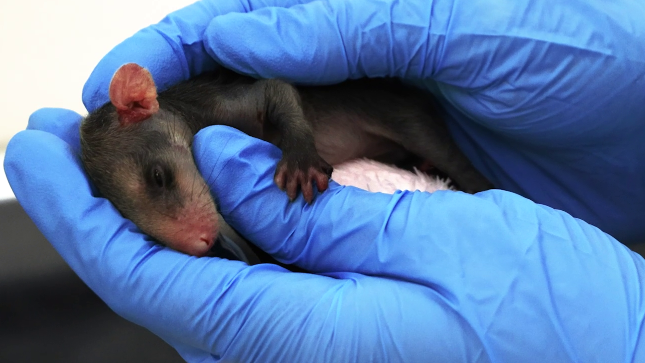 Animales silvestres afectados por fauna doméstica 