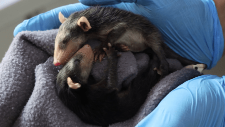 Animales silvestres afectados por animales domésticos