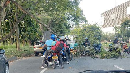 VIDEO: ¡Por centímetros! Árbol casi le cae encima a motociclista en la avenida Regional Árbol caido