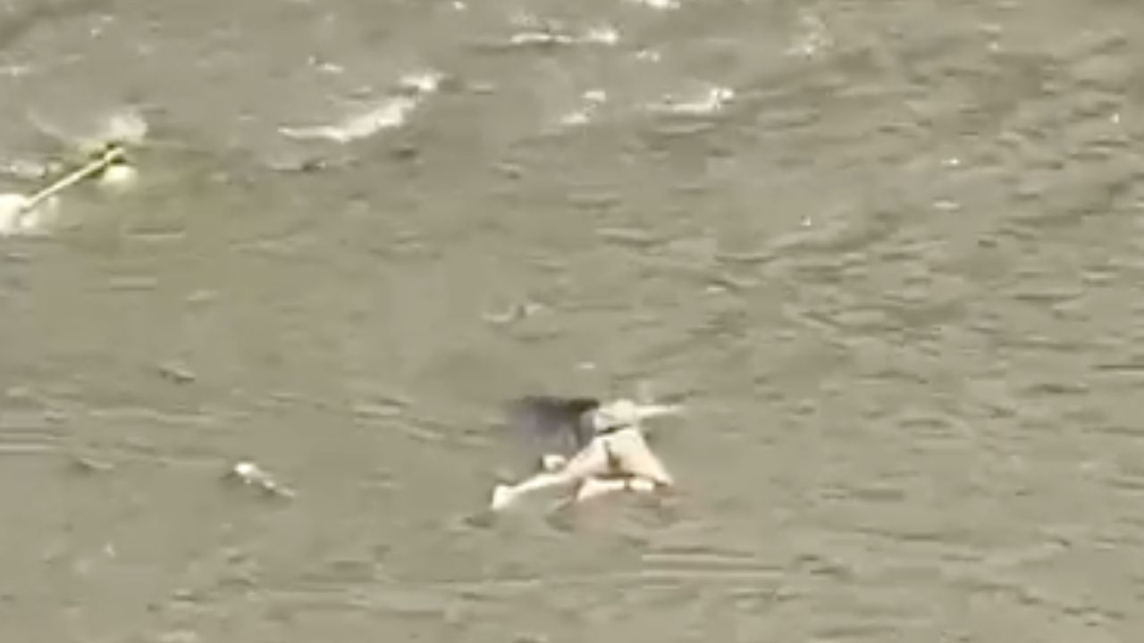 “Parece que es una mujer”: encuentran cadáver flotando en el río Medellín