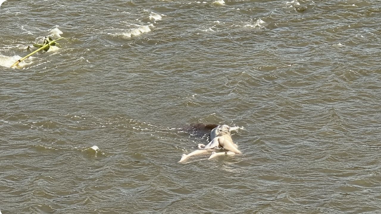 rio medellin