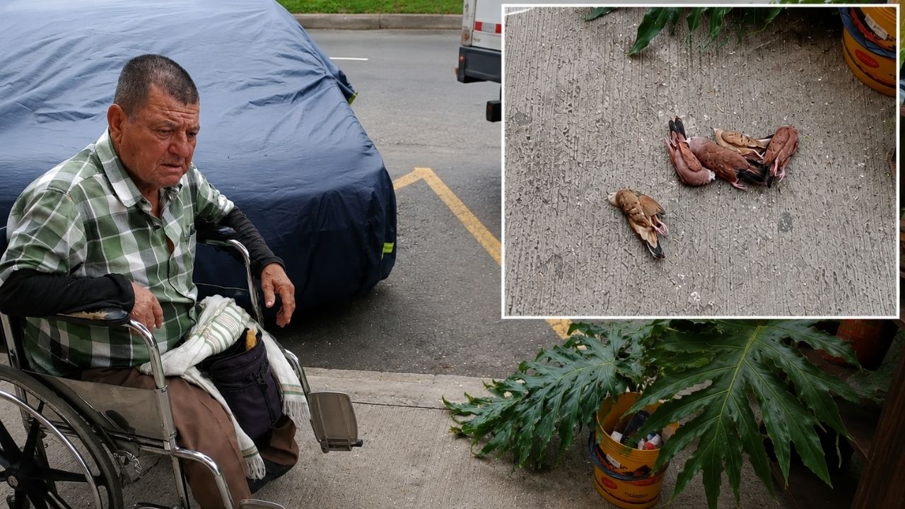 Denuncian posible envenenamiento de tórtolas en zona céntrica de Envigado