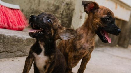 De Medellín a La Guajira: el paisa que recorrerá en bicicleta 1.000 kilómetros para salvar animales