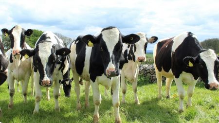 Ganado holstein