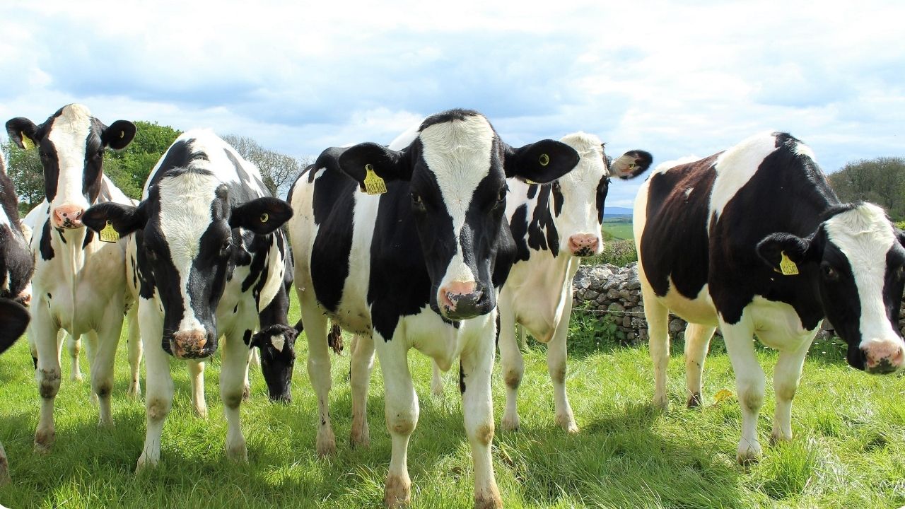 Ganado holstein