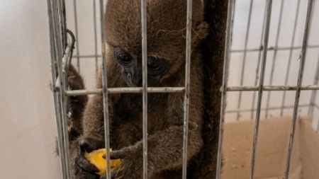VIDEO: ¿Los vende por WhatsApp? Sujeto estaría traficando y vendiendo fauna silvestre y exótica, mientras se esconde en varios sectores de Medellín ¿Los vende por WhatsApp? Sujeto estaría traficando fauna silvestre y exótica escondiéndose en varios sectores de Medellín