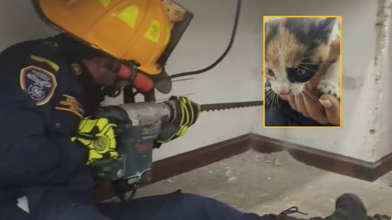 Un gato bebé pasó tres días atrapado dentro de un conducto de ventilación y lo rescataron los bomberos en La Estrella