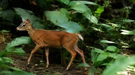 ¿Lo ha visto? El venado cola blanca que se dejó ver en Cerro Tusa, Venecia
