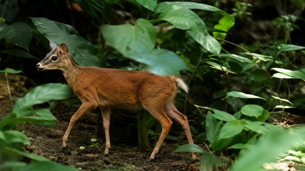 ¿Lo ha visto? El venado cola blanca que se dejó ver en Cerro Tusa, Venecia
