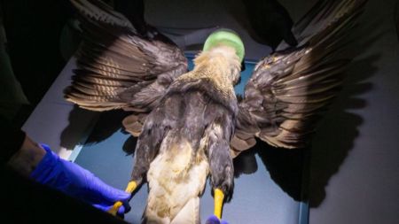 En San Vicente Ferrer: atacaron con perdigones a una hermosa ave caracara y no logró sobrevivir