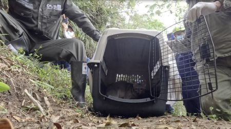 VIDEO: Rescatan y liberan a un zorro perro que estaba atrapado en una quebrada de Itagüí VIDEO: Rescatan y liberan a un zorro perro que estaba atrapado en una quebrada de Itagüí
