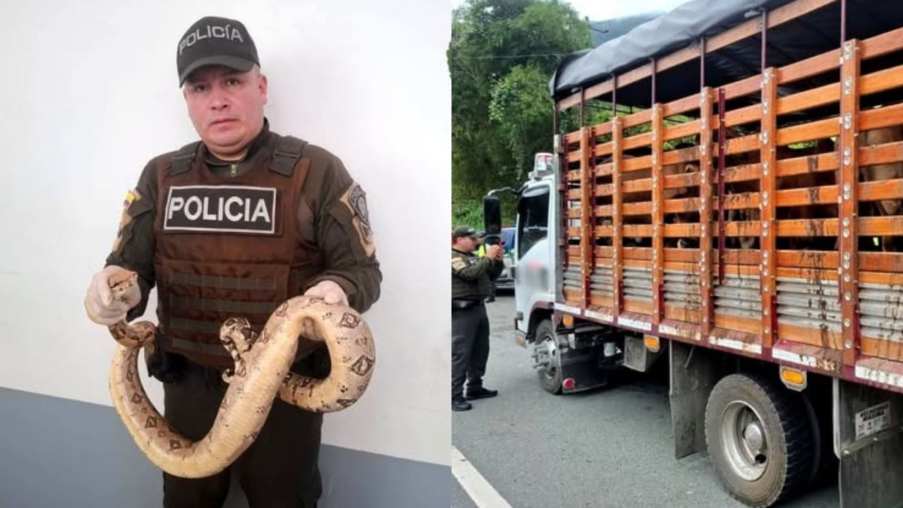 En Antioquia cogieron 44 animales sin documentos incluyendo una boa y ganado bovino