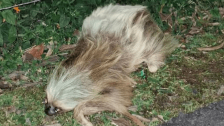 Hallan oso perezoso sin vida en la vía La Unión – La Ceja Hallan oso perezoso sin vida en la vía La Unión - La Ceja