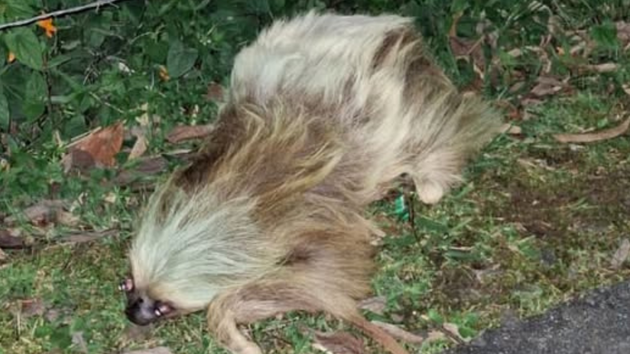 Hallan oso perezoso sin vida en la vía La Unión - La Ceja