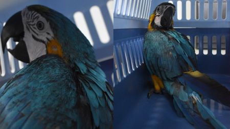 Un guacamayo azul que vivía en cautiverio fue entregada a las autoridades en Remedios