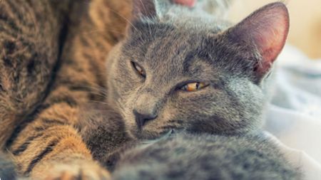 7 gatos han muerto luego de una jornada de esterilización en Puerto Berrío