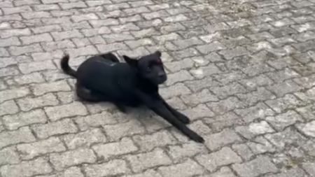 Un perro resultó herido y un hombre fue capturado en un hecho de intolerancia en Támesis