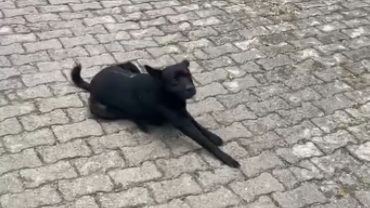 Un perro resultó herido y un hombre fue capturado en un hecho de intolerancia en Támesis