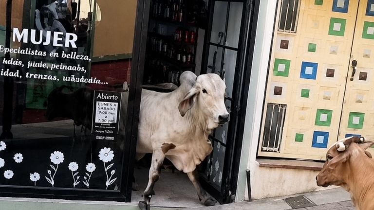 Un grupo de vacas y un toro fueron de "entrada por salida" a un salón de belleza