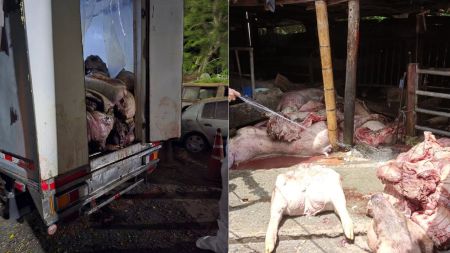 ¿Para donde con tanta carne dañada? Encuentran más de 3 toneladas en La Pintada