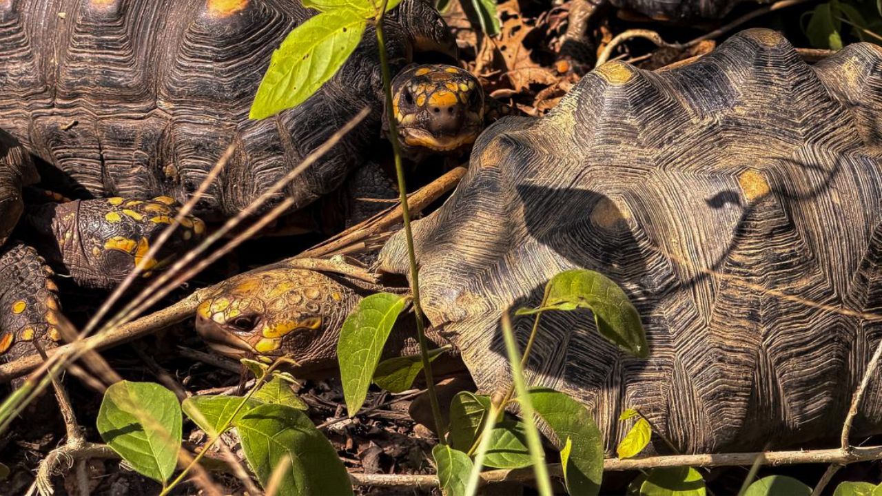 Tortugas del Valle de Aburrá