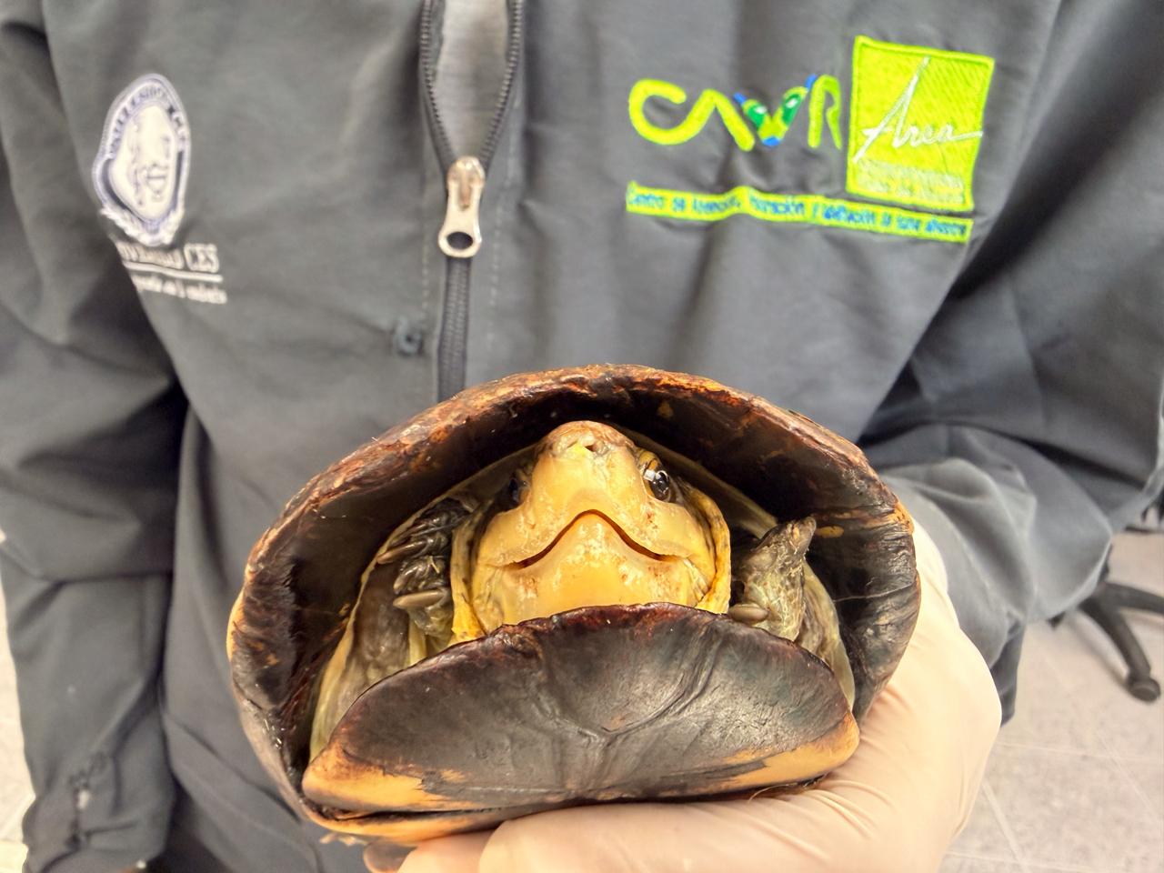 VIDEO: 90 tortugas viajaron desde el Valle de Aburrá hasta Cartagena; volvieron a su hábitat natural 1 Tortuga