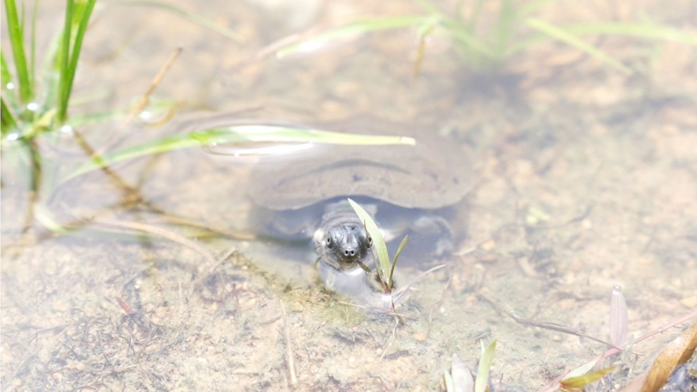 Investigación revela 120 especies de plantas acuáticas en los humedales del río Nechí